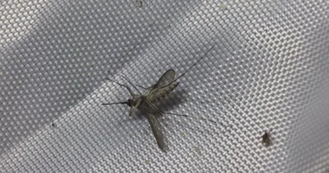 Mosquito and tick, 4K Stock Footage 244391926
