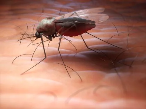 Mosquito, artwork Stock Illustration