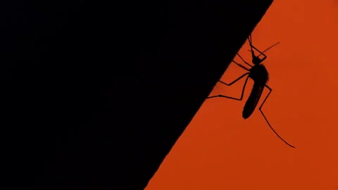 Mosquito in the background of a flame. Stock Footage 92627761