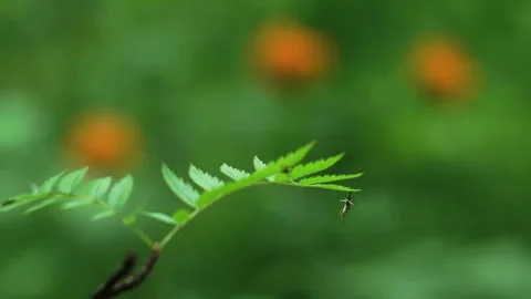 Mosquito in a beautiful forest. Stock Footage 109686222