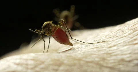 Mosquito bit drinking blood Stock Footage 69258060