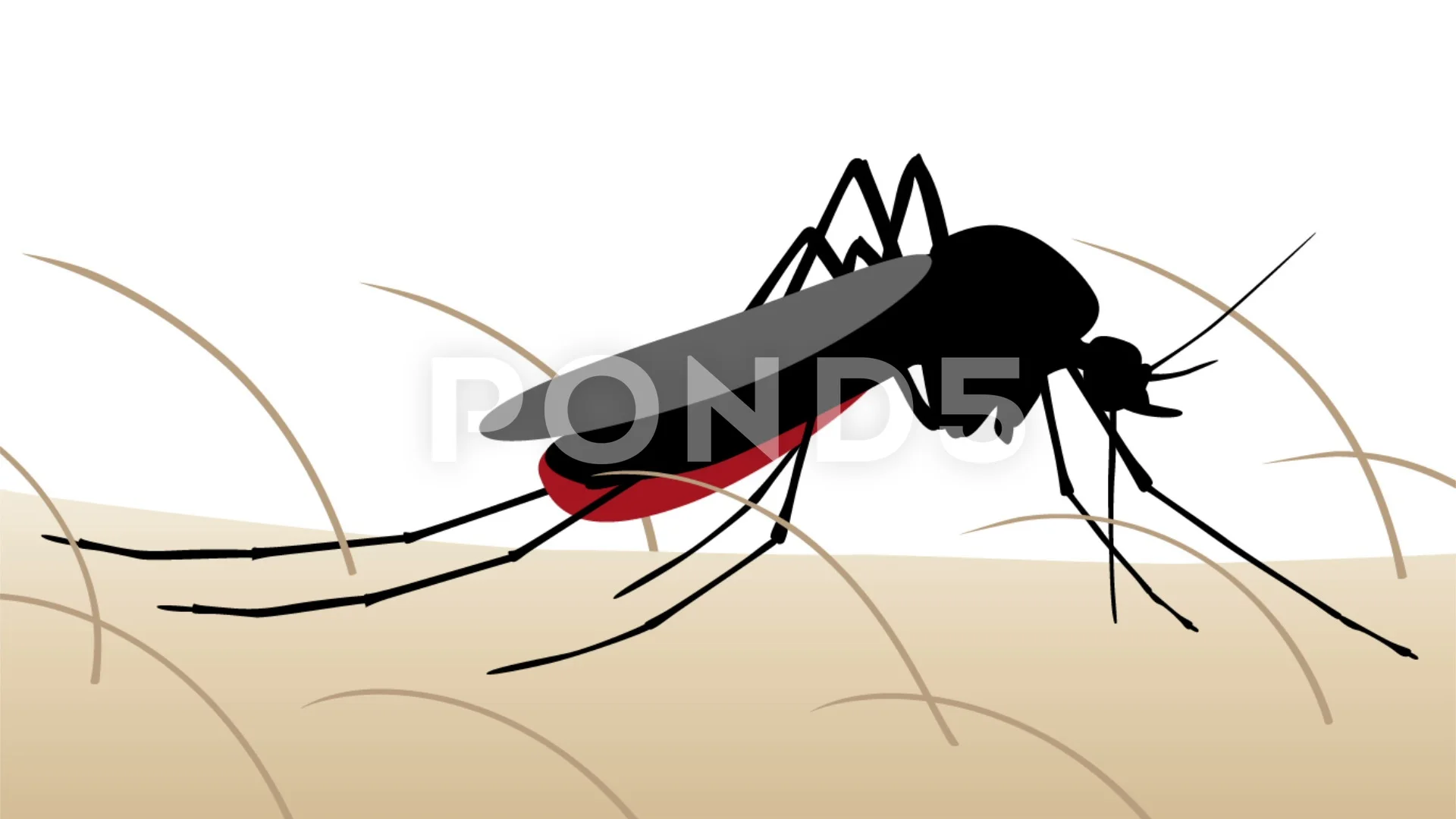 Mosquito bite animation | Stock Video | Pond5