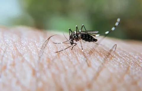 Mosquito bite on the arm in macro Stock Photos