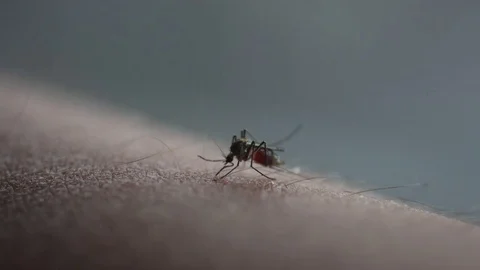Mosquito bite drinking blood Stock-Footage 76015858