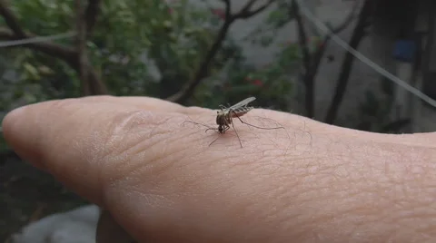 Mosquito bite on hand Stock-Footage 52589556