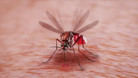 Mosquito Bite Loop Stock Footage 280951652