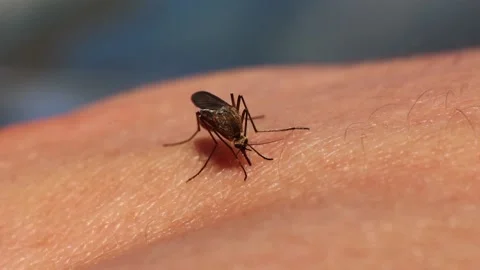 A Mosquito Bite Macro shot Stock Footage 234793332