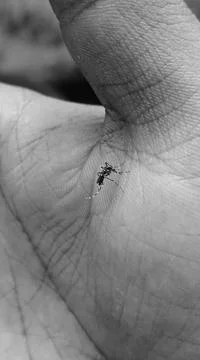 Mosquito bite Stock Photos
