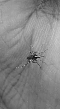 Mosquito bite Stock Photos