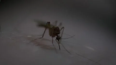 Mosquito biting human Stock Footage 272350451