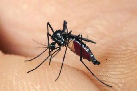 Mosquito biting human skin - drinking blood Stock Photos