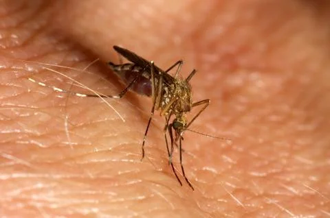 Mosquito biting Stock Photos