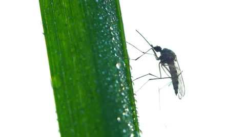 Mosquito on blade of grass Stock Footage 39380337