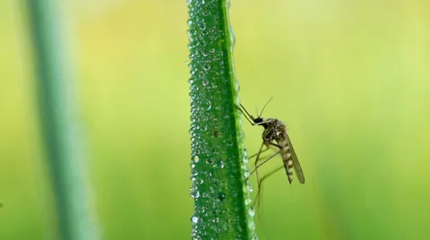 Mosquito on blade of grass Stock Footage 39380366
