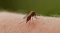 Mosquito blood sucking on human skin HD Footage