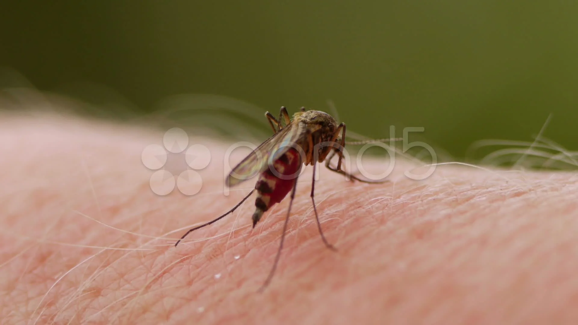 Mosquito Bite Stock Video Footage | Royalty Free Mosquito Bite Videos |  Page 15