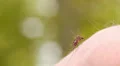 Mosquito blood sucking on human skin HD Footage