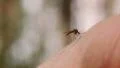 Mosquito blood sucking on human skin HD Footage