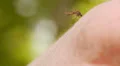 Mosquito blood sucking on human skin HD Footage