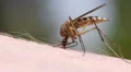 Mosquito blood sucking on human skin HD Footage