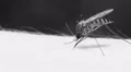 Mosquito blood sucking on human skin HD Footage