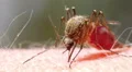 Mosquito blood sucking on human skin HD Footage