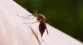 Mosquito blood sucking on human skin HD Footage