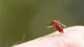 Mosquito blood sucking on human skin HD Footage