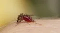 Mosquito blood sucking on human skin HD Footage