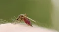 Mosquito blood sucking on human skin HD Footage