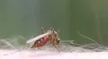 Mosquito blood sucking on human skin HD Footage