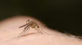 Mosquito blood sucking on human skin HD Footage