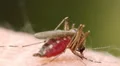 Mosquito blood sucking on human skin HD Footage