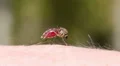 Mosquito blood sucking on human skin HD Footage