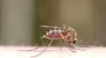 Mosquito blood sucking on human skin HD Footage