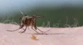Mosquito blood sucking on human skin HD Footage