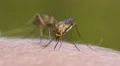 Mosquito blood sucking on human skin HD Footage