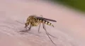 Mosquito blood sucking on human skin HD Footage