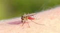 Mosquito blood sucking on human skin HD Footage