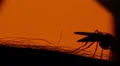 Mosquito blood sucking on human skin on sun background HD Footage