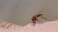 Mosquito blood sucking on human skin HD Footage