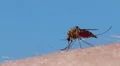 Mosquito blood sucking on human skin HD Footage