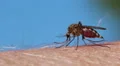 Mosquito blood sucking on human skin HD Footage