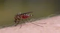 Mosquito blood sucking on human skin HD Footage