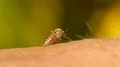 Mosquito blood sucking on human skin HD Footage