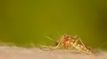 Mosquito blood sucking on human skin HD Footage