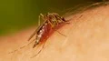 Mosquito blood sucking on human skin HD Footage
