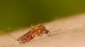 Mosquito blood sucking on human skin HD Footage