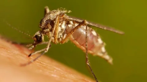 Mosquito blood sucking on human skin Stock Footage