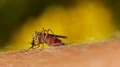 Mosquito blood sucking on human skin HD Footage